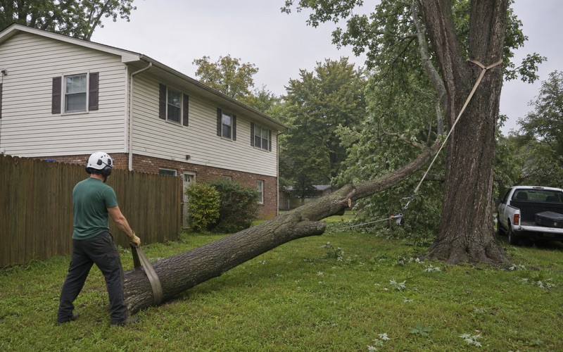 Worker passing a rigging sling around the grounded butt of a storm-hung silver maple leader in a Madison side yard.
